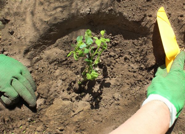 Rose Bush Planting in Hilton Head Island