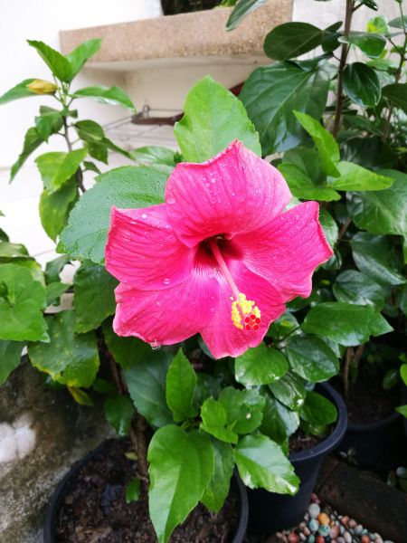 Hibiscus Planting in Hilton Head Island