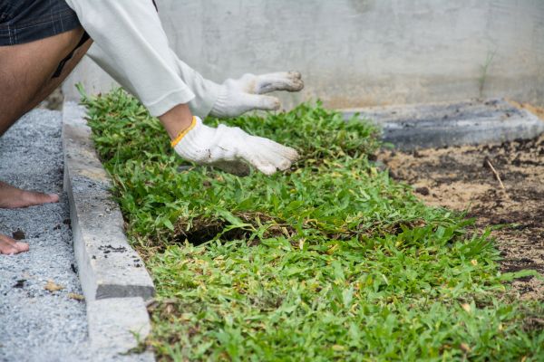 Ground Cover Planting in Hilton Head Island