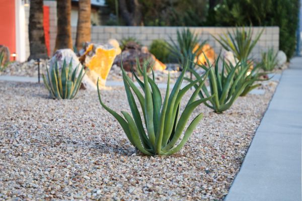 Drought Resistant Landscaping in Hilton Head Island