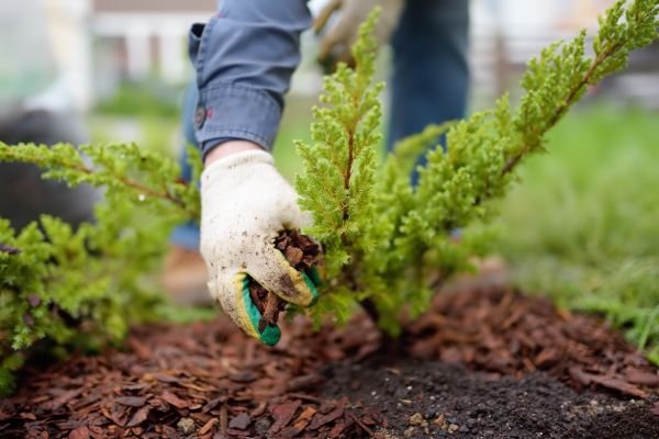 Church Mulching in Hilton Head Island