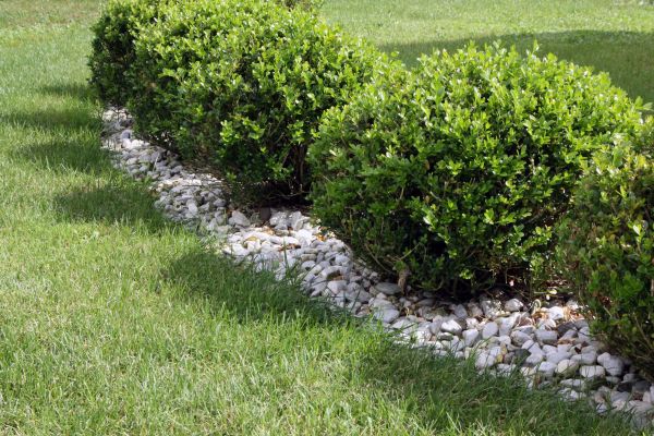 Boxwood Planting in Hilton Head Island
