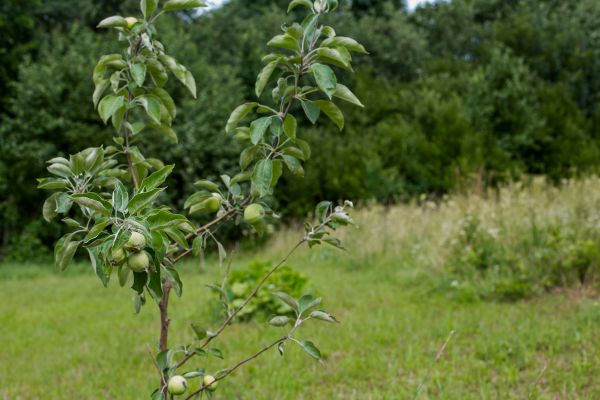 Apple Tree Planting in Hilton Head Island