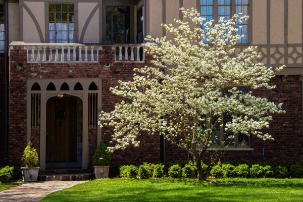 Dogwood Tree Planting in Hilton Head Island